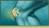 musculoskeletal specialties